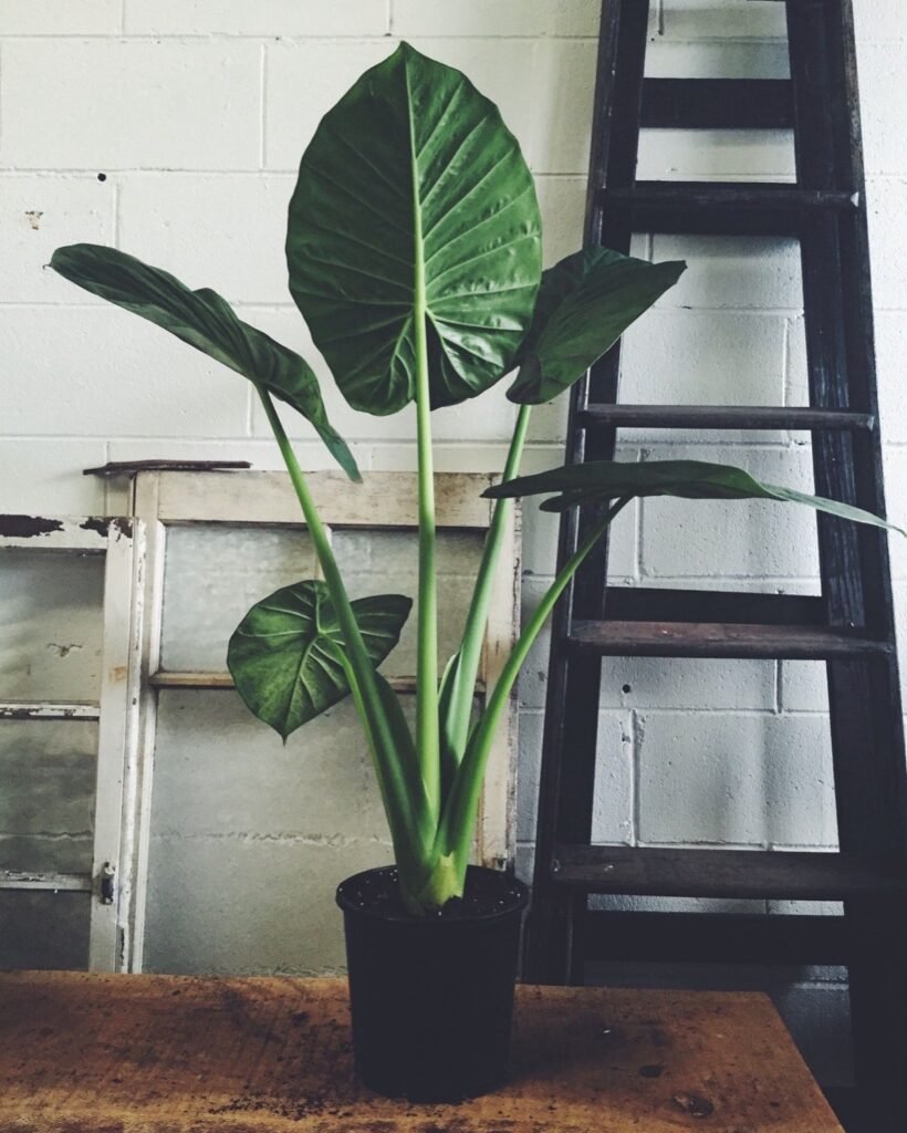 Alocasia Oreja de Elefante XL